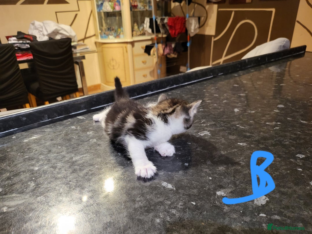 Mixed Breed cats for sale: Beautiful kittens - Image 5
