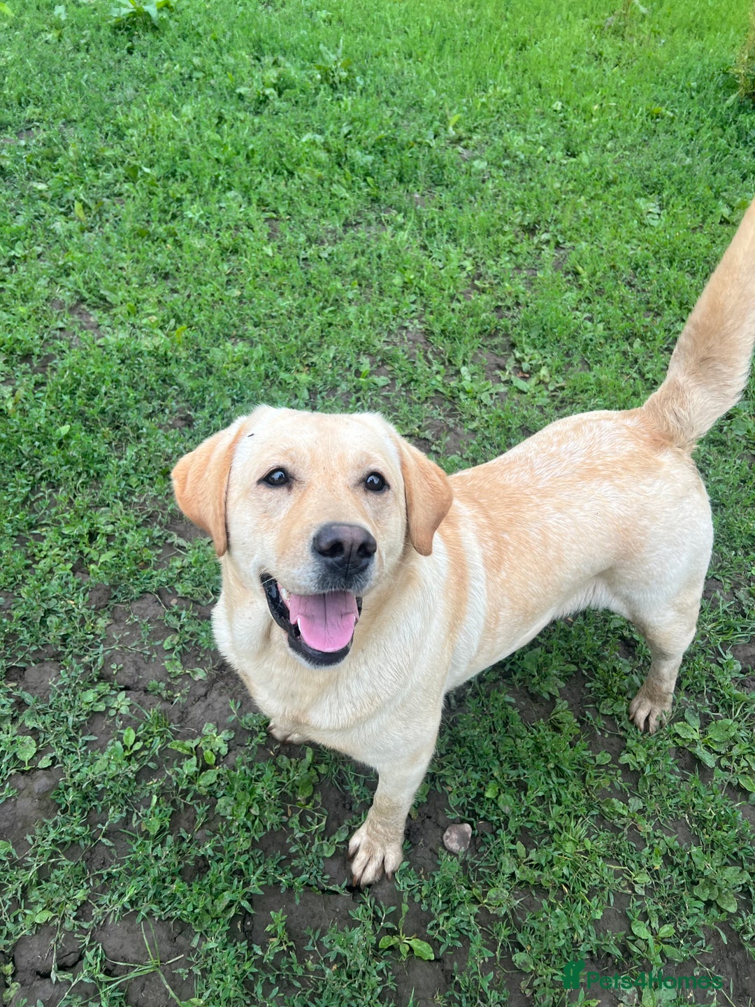 Labrador Retriever dogs for sale: ✨ Stunning chunky Labrador puppies ✨ - Image 21