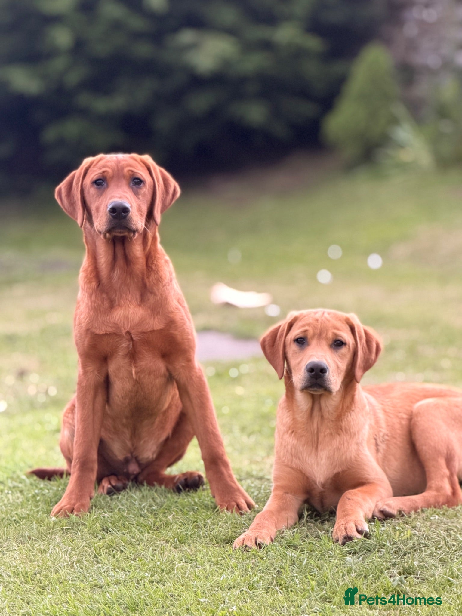 Labrador Retriever dogs Ready now Labrador puppies  - Advert 16