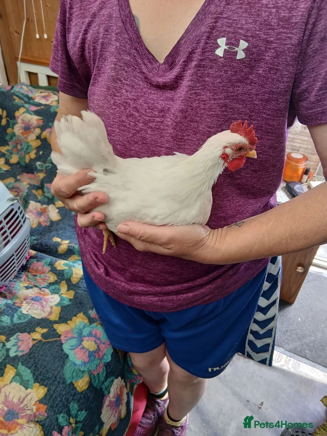 Chickens poultry for sale: Serama cockerals for sale in Letchworth Garden City - Advert 3
