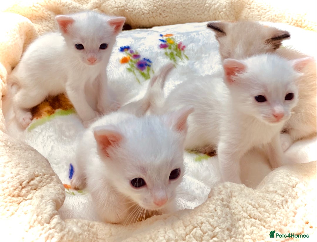 Ragdoll cats for sale: Beautiful Ragdol - Image 11