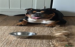 English Bulldog dogs for stud: Stud English Bulldog - Image 3