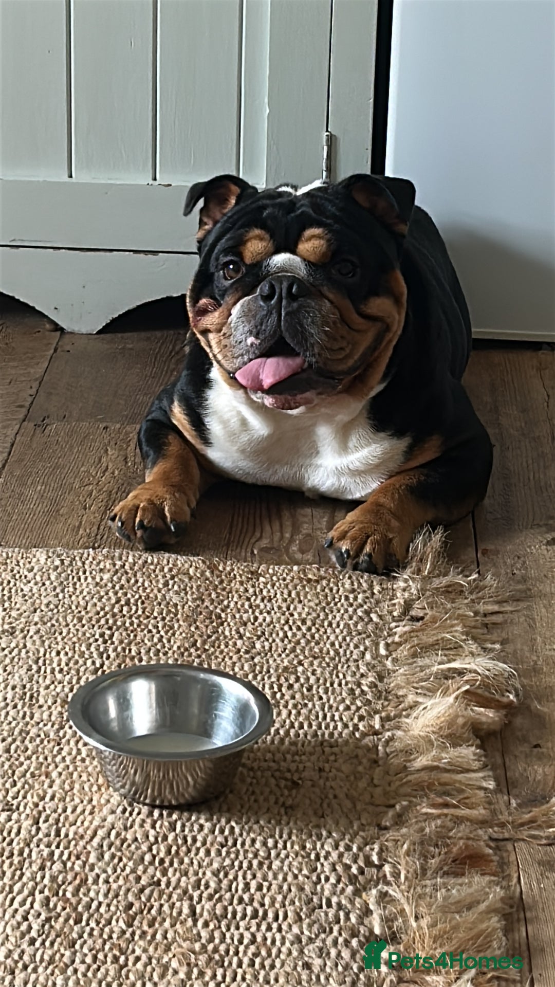 English Bulldog dogs for stud: Stud English Bulldog - Image 3