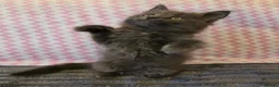 Maine Coon cats for sale: Gorgeous, sociable maine coon kittens  - Advert 16