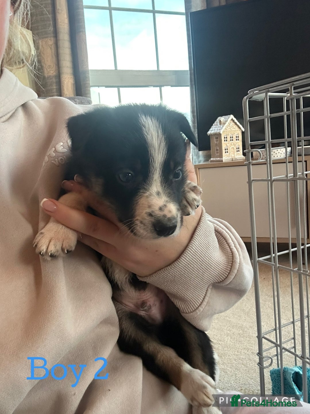 Border Collie dogs for sale: Working border collie puppies  - Advert 5