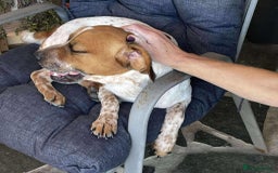 Mixed Breed dogs for adoption: Terry needs a loving home  - Image 4