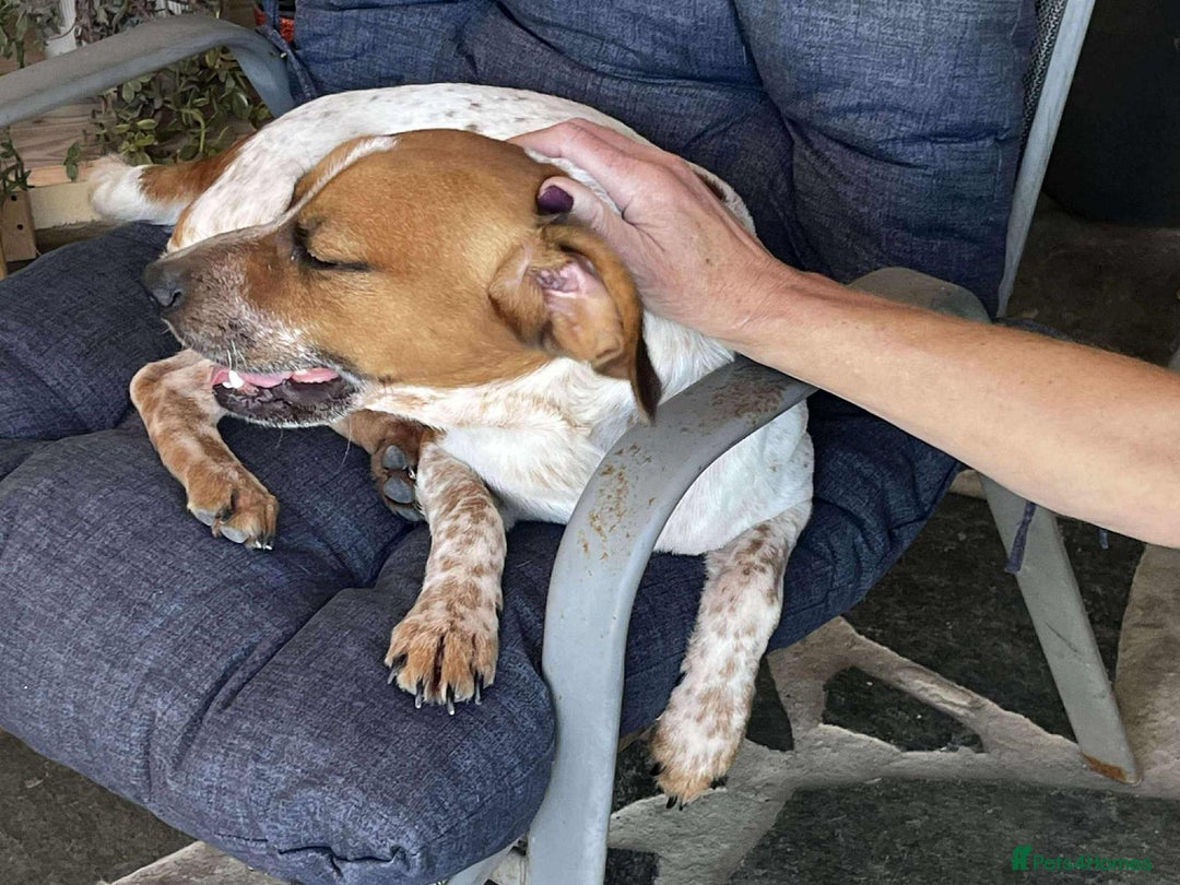 Mixed Breed dogs for adoption: Terry needs a loving home  - Image 4