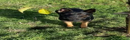 German Shepherd dogs for sale: 🐾 Beautiful German Shepherd Puppies 🐾 - Advert 4