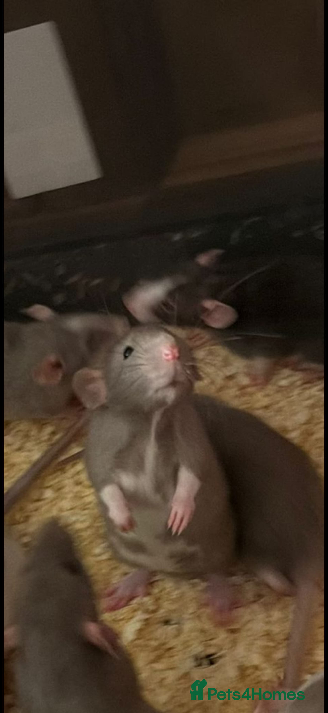 Rat rodents 7 Boys & 2 Girls still available  - Advert 4