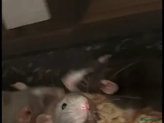 Rat rodents 7 Boys & 2 Girls still available - Advert 3