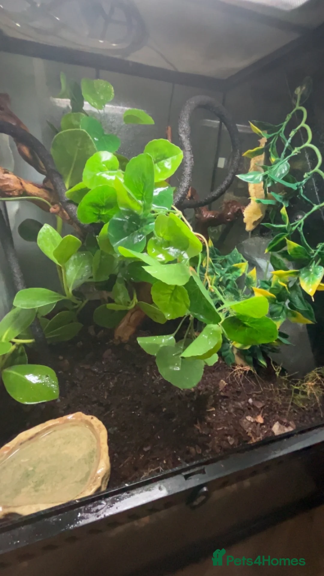 Gecko reptiles for sale: Adorable Crested Gecko  - Advert 4