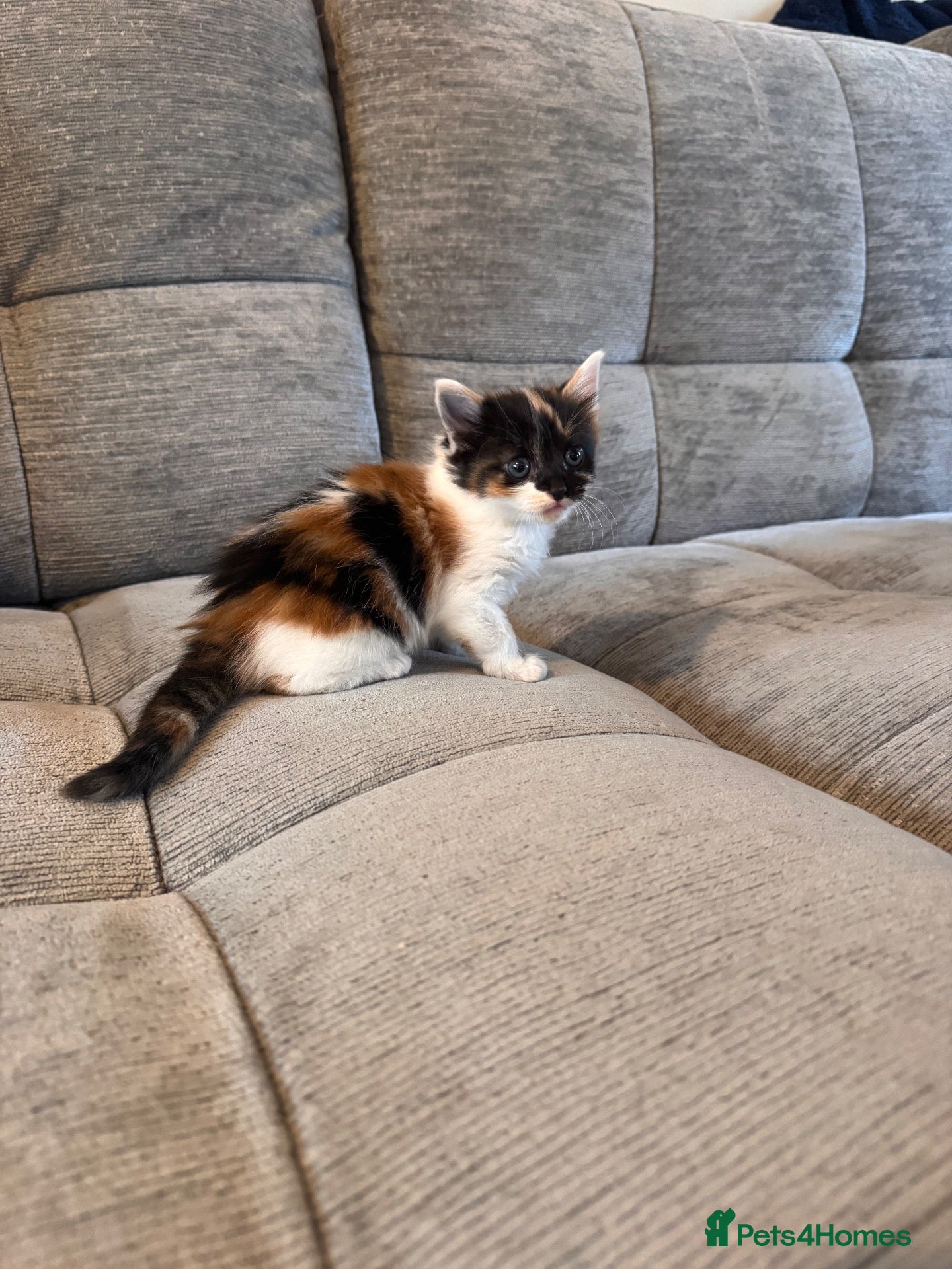 Domestic Shorthair cats 5 little kittens  - Advert 11