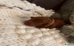 Cockapoo dogs for sale: Gorgeous Fox red F1B cockapoos - Image 22