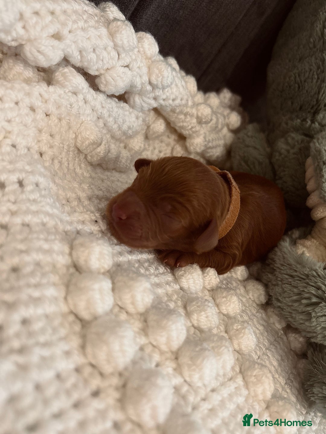 Cockapoo dogs for sale: Gorgeous Fox red F1B cockapoos - Image 22