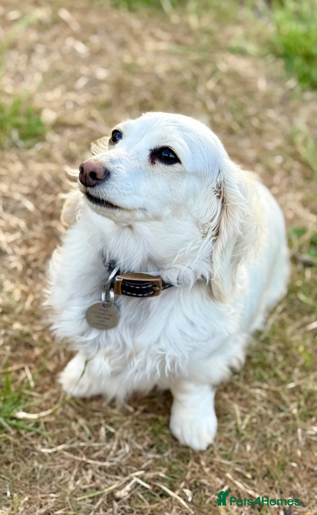 Dachshund dogs for sale: Miniature dachshund extensively health tested - Advert 2