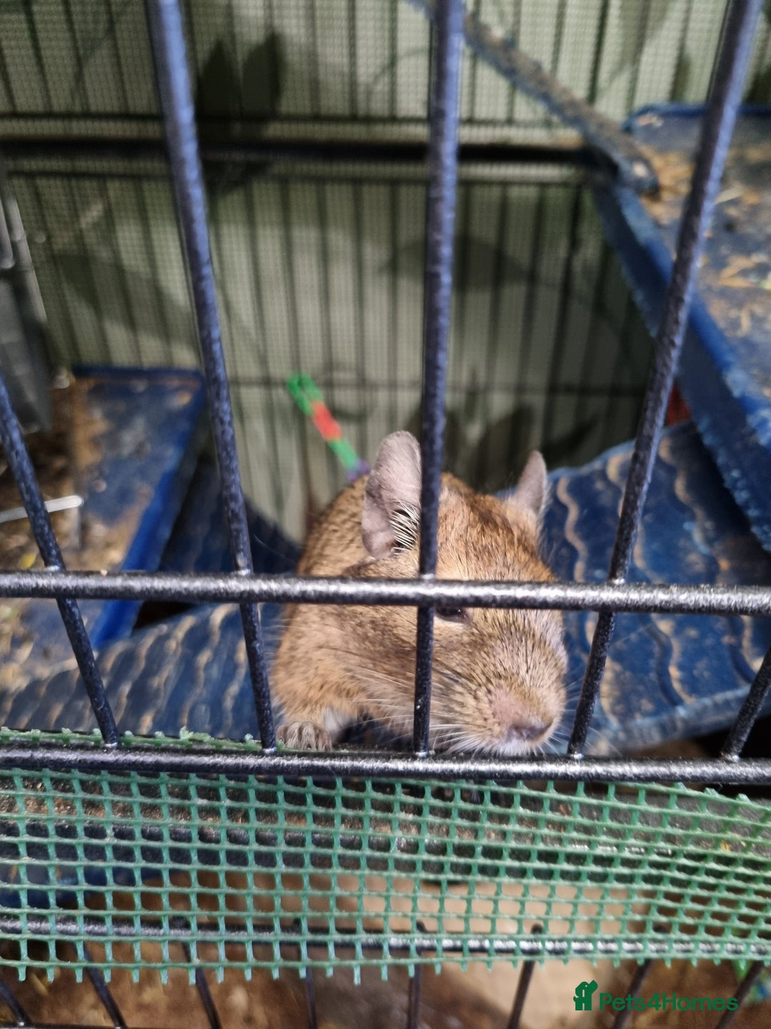 Degus rodents for sale: A pair of degus and cage looking for a new home - Image 4