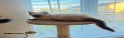 Ragdoll cats for sale: 2 little female kittens  - Advert 2