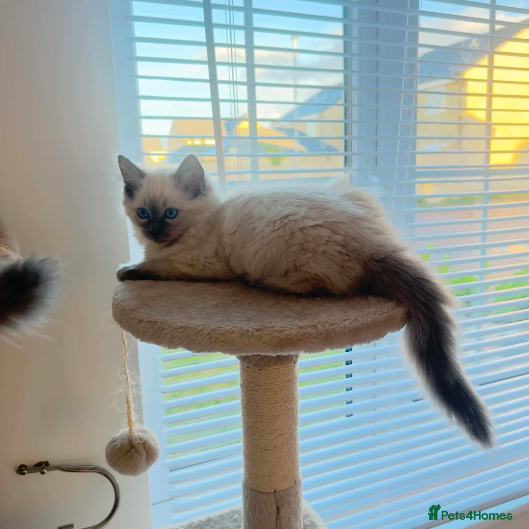 Ragdoll cats for sale: 2 little female kittens  - Advert 2