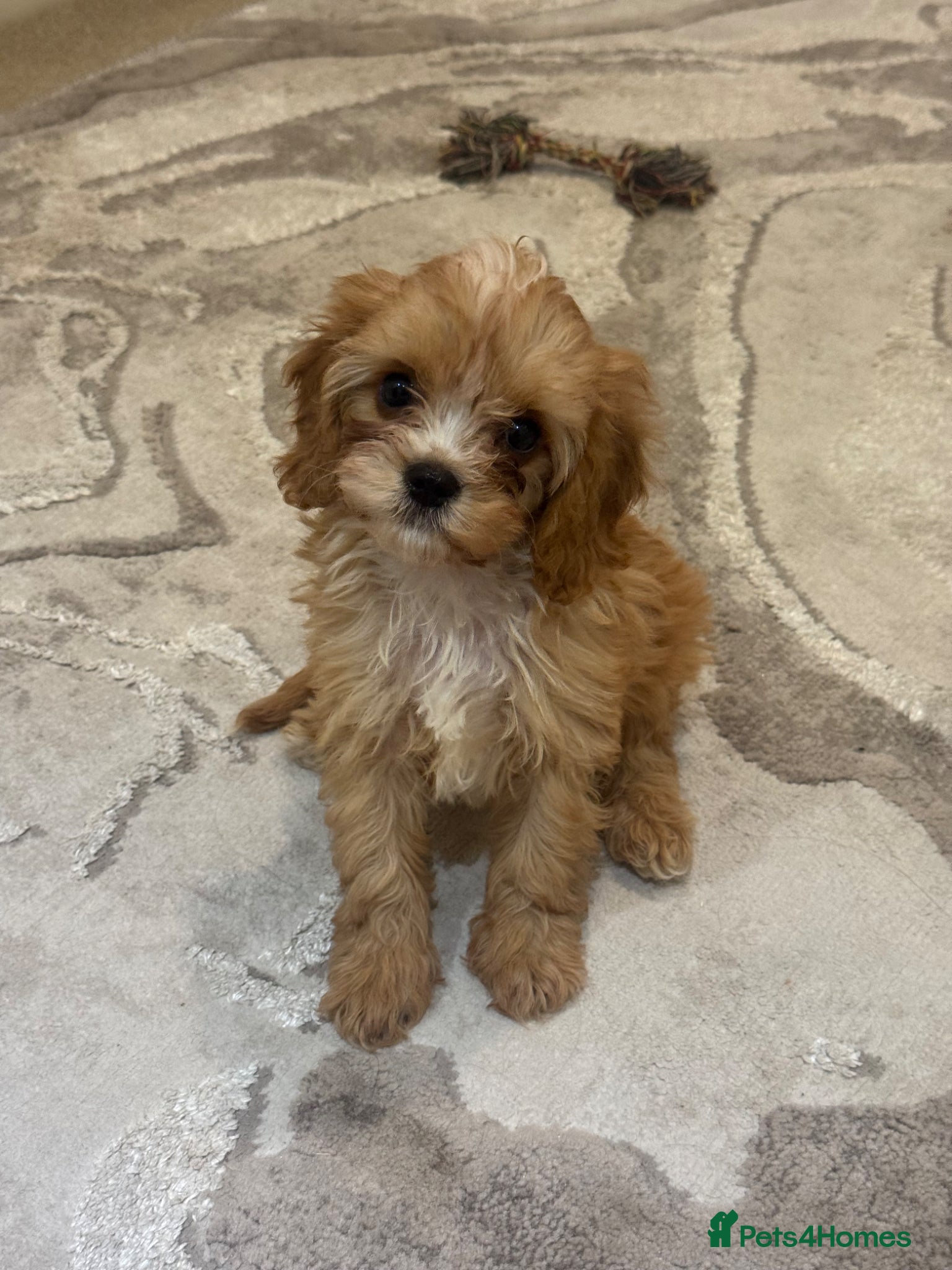 Cavapoo dogs Stunning F1 toy cavapoos  - Advert 1