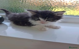 Maine Coon cats for sale: Beautiful Part Maine Coon Male Kitten - Image 6