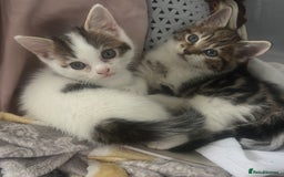 Mixed Breed cats for sale: Mix breed kittens  - Image 5