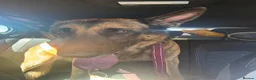 Mixed Breed dogs for sale: German shepherd  - Advert 5