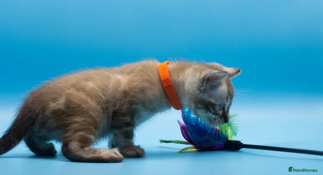 Bengal cats for sale: TICA Registered Bengal Kittens – Truly Magnificent - Advert 25