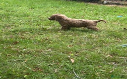 Cockapoo dogs for sale: Stunning Cockerpoo’s available  - Image 5
