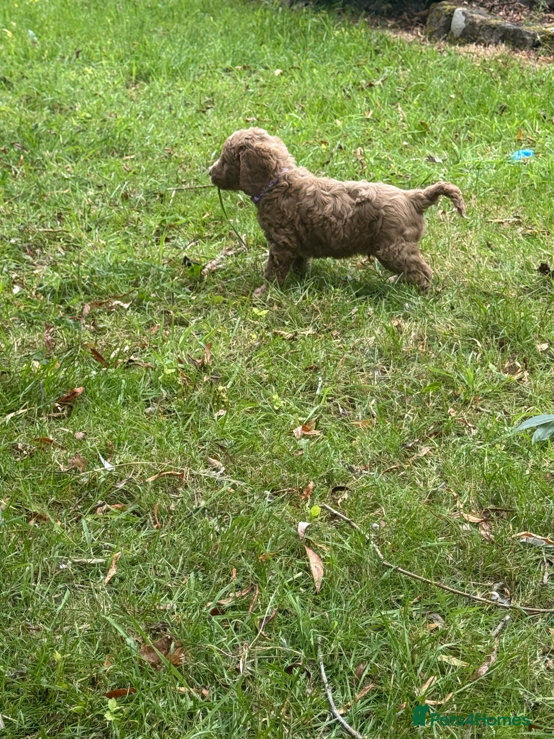Cockapoo dogs for sale: Stunning Cockerpoo’s available  - Image 5