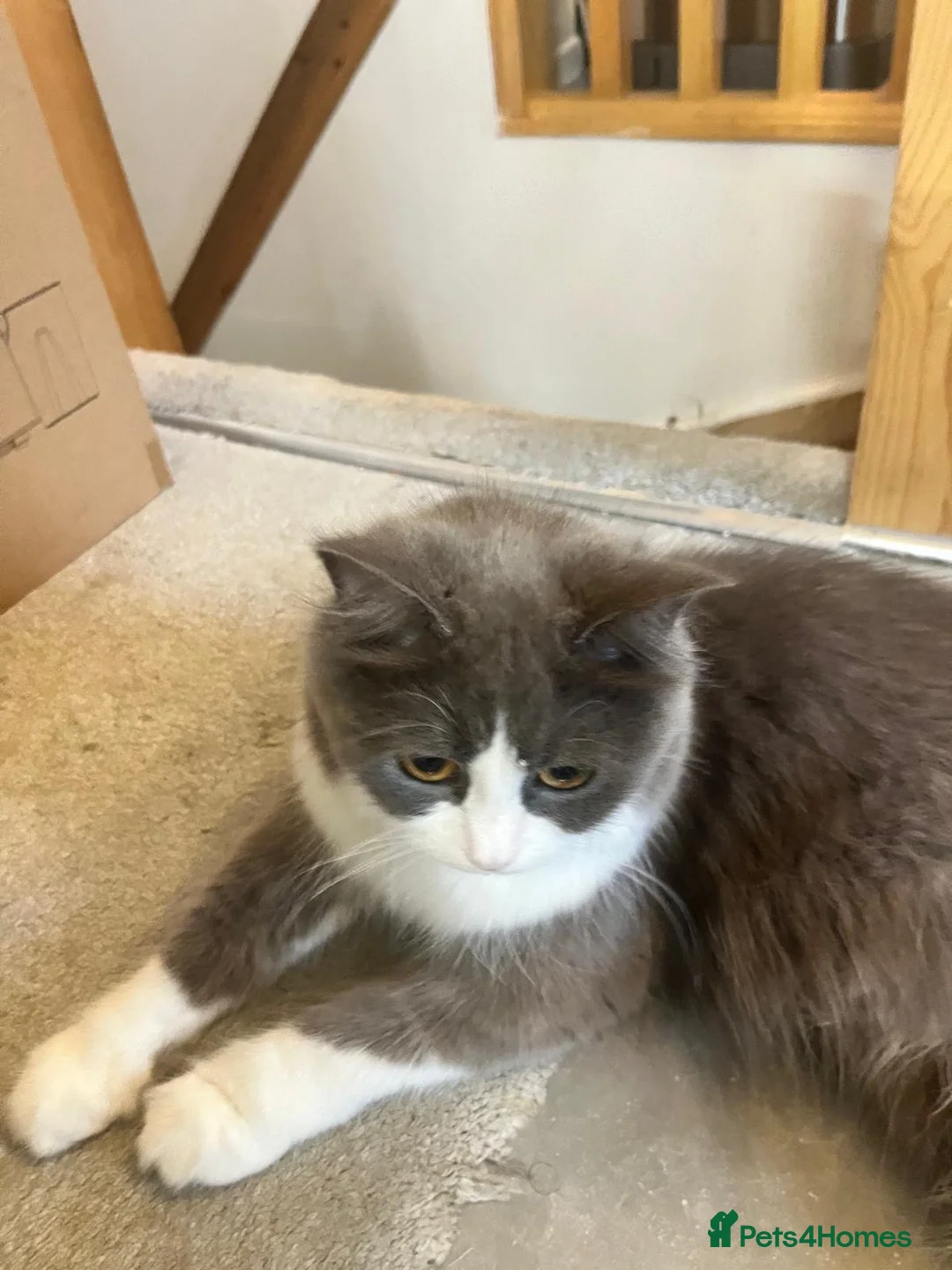 British Longhair cats for sale: beautiful British long hair cat - Advert 6