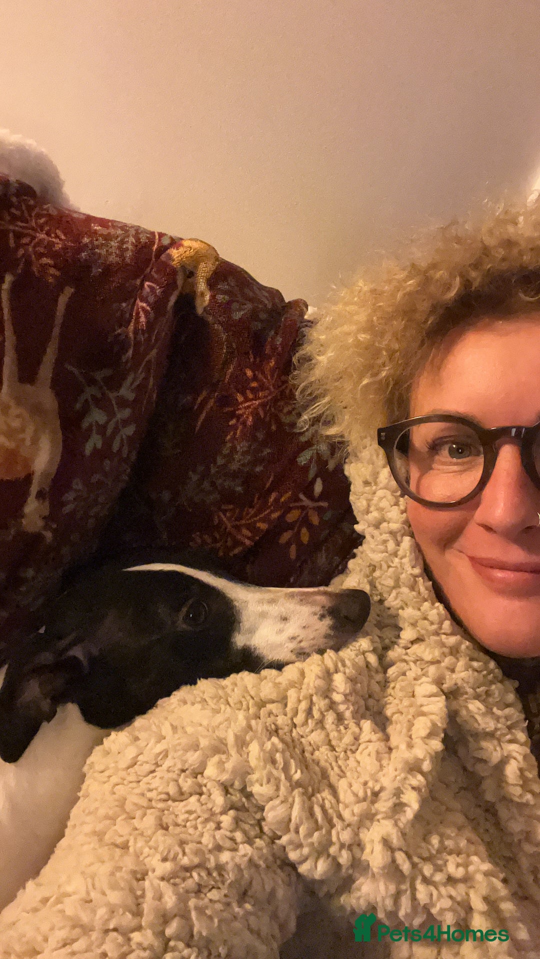 Whippet dogs for sale: Sweet Female Whippet - Advert 3