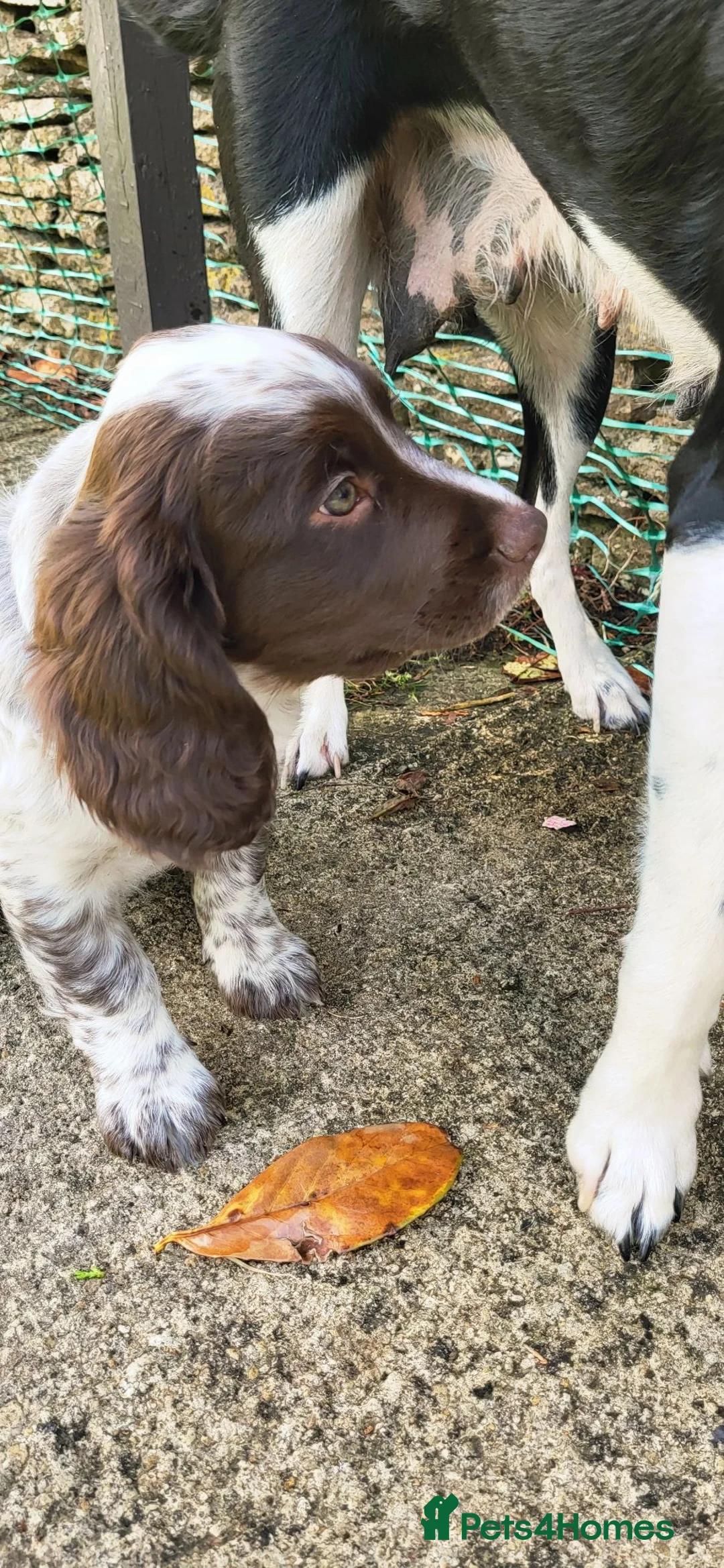 Mixed Breed dogs for sale: Cocker x sprollie  - Advert 2