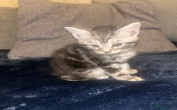 Mixed Breed cats for sale: Tabby cross Maine coon kittens   - Advert 4