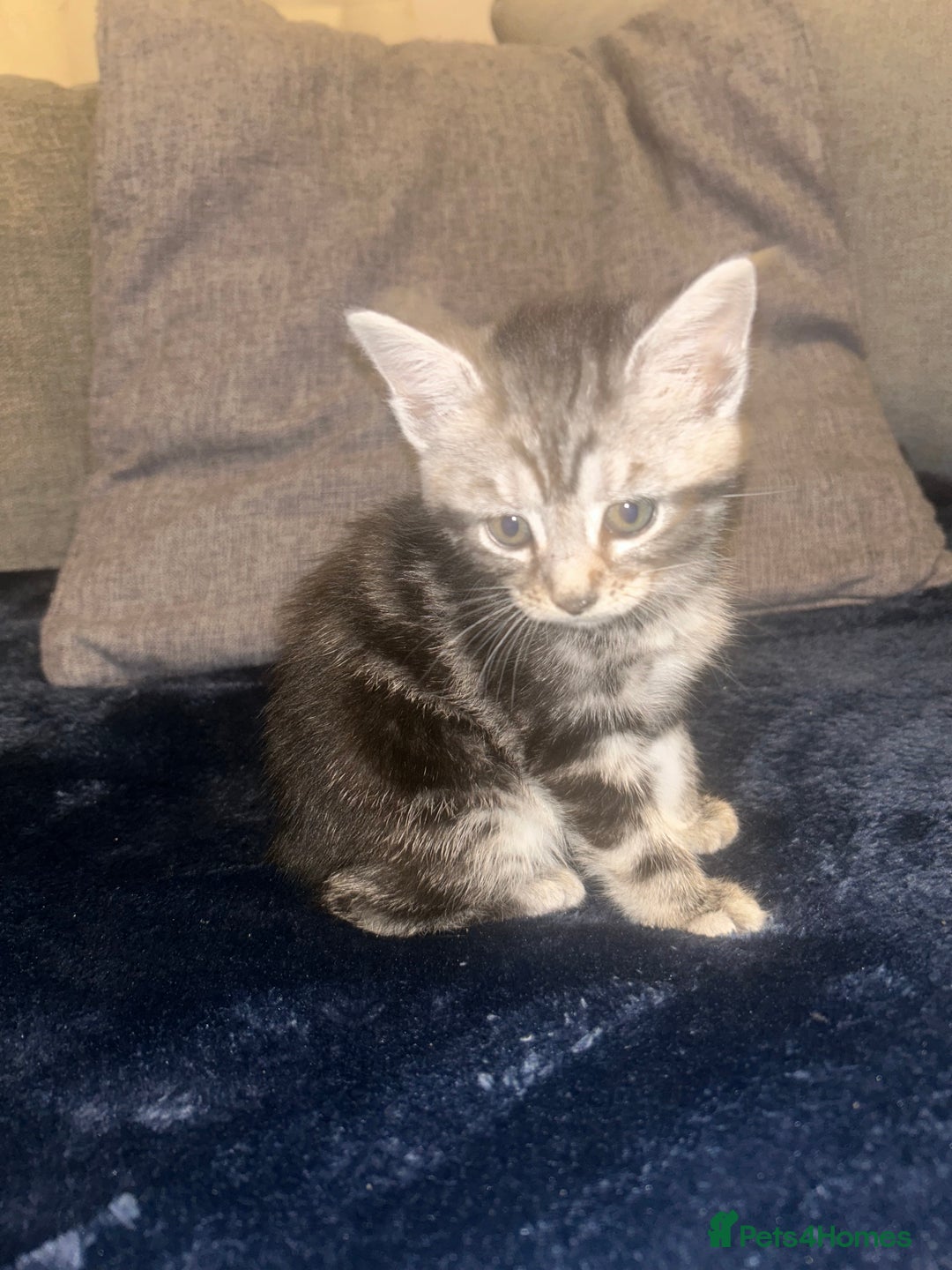 Mixed Breed cats for sale: Tabby cross Maine coon kittens   - Advert 4