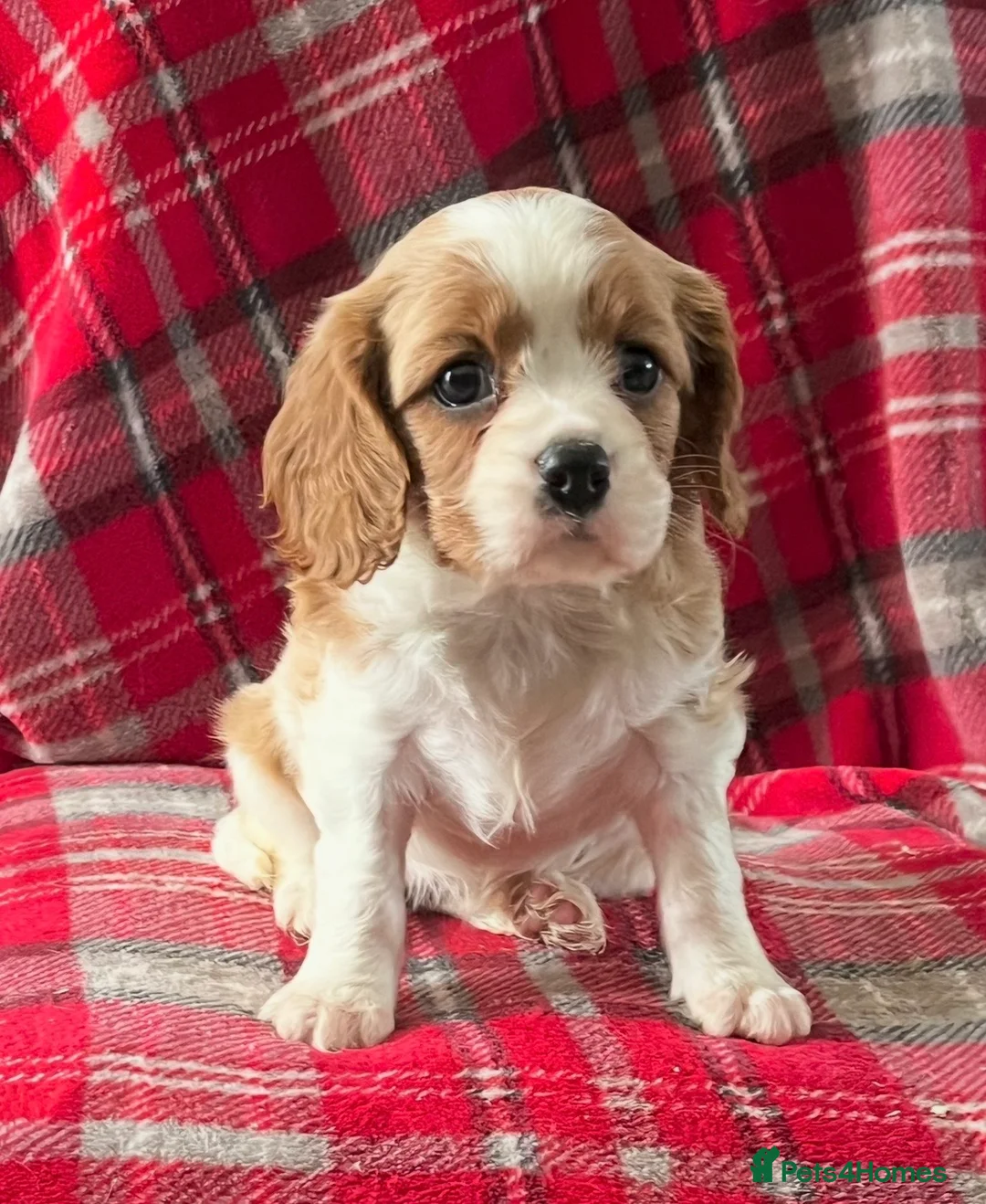 Cavalier King Charles Spaniel dogs for sale: Beautiful King Charles Cavalier puppies - Advert 2