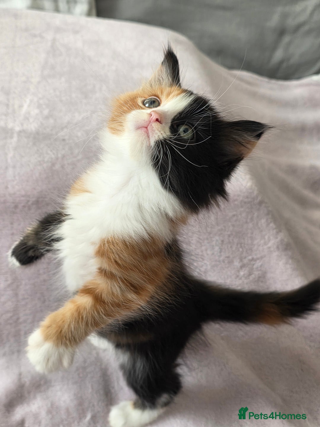 Domestic Shorthair cats for sale: domesticated shorthair kittens - Image 8