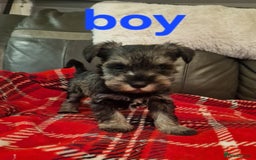 Miniature Schnauzer dogs for sale: Beautiful pure Breed miniature schnauzers - Image 8