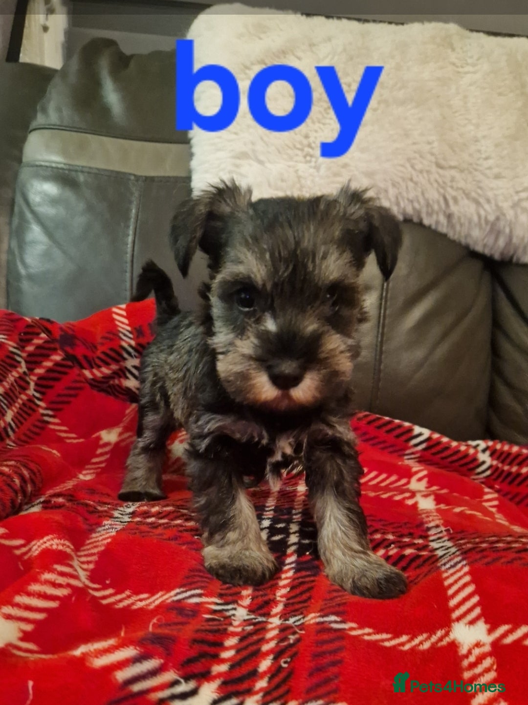 Miniature Schnauzer dogs for sale: Beautiful pure Breed miniature schnauzers - Image 8