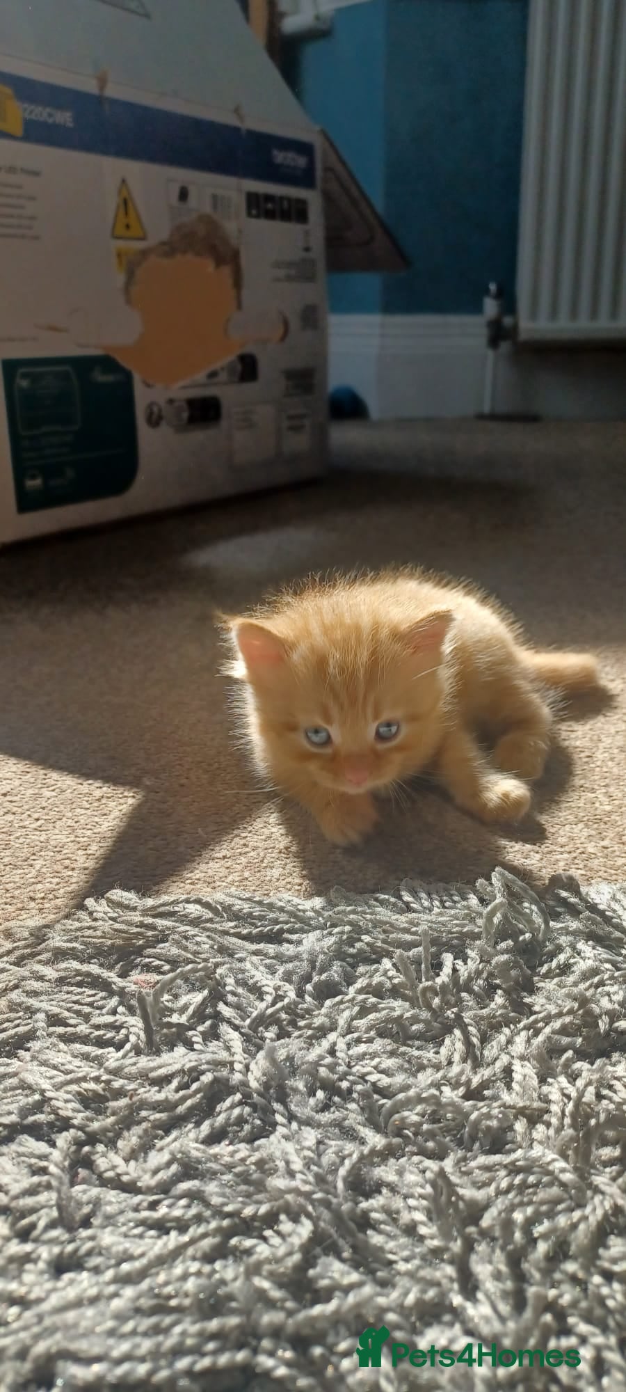 Ragdoll cats Exceptional Ragcoon x British Longhair – Premium - Advert 2