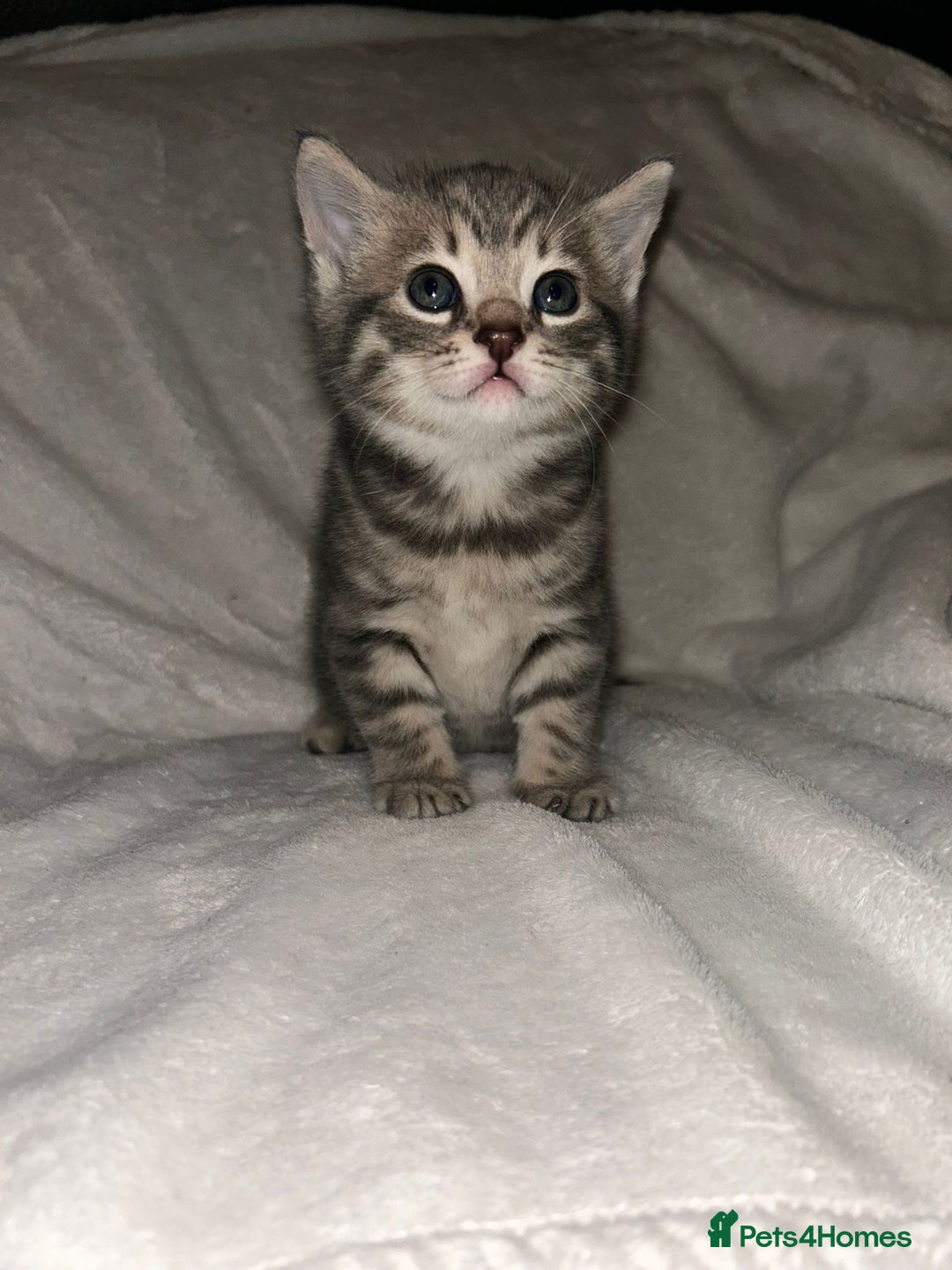 Savannah cats for sale: F4-F5+Savannah Kittens - Advert 18