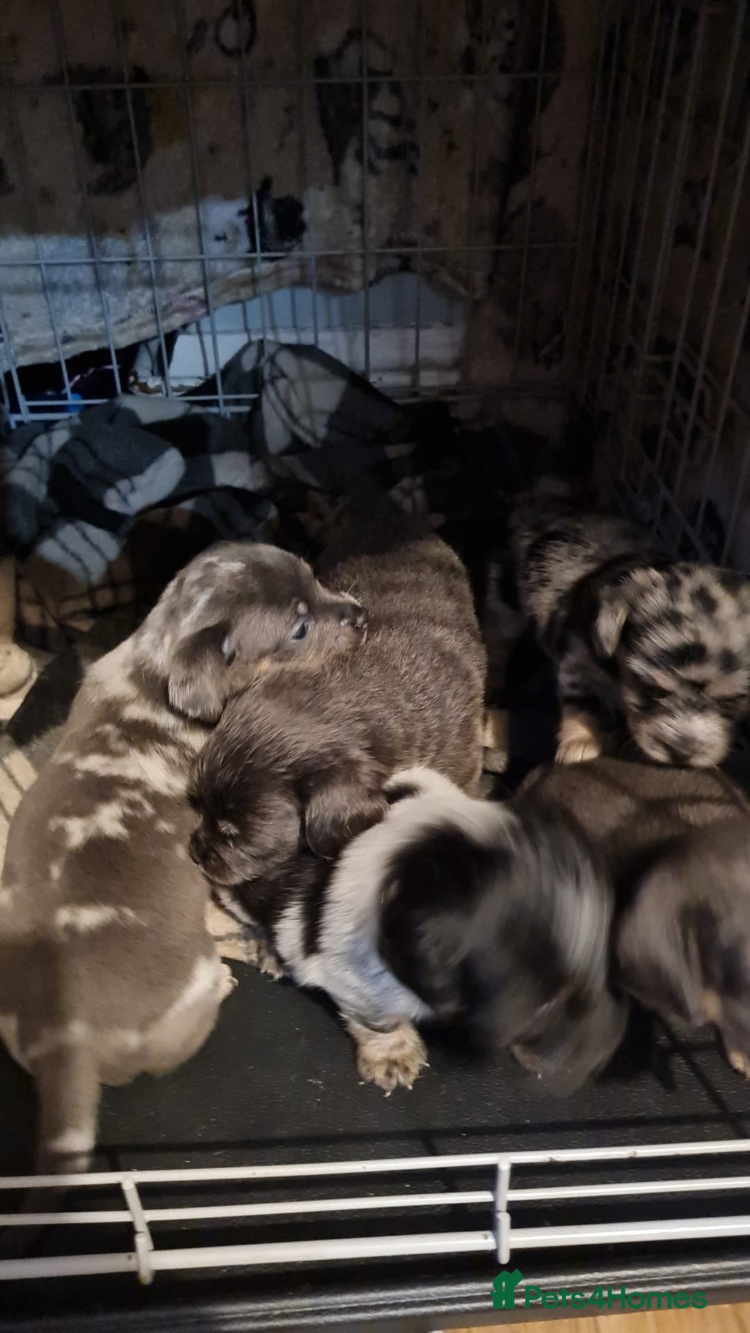 Mixed Breed dogs for sale: Last 2 puppies dachshund cross - Image 4