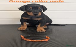 Dobermann dogs for sale: Doberman puppies "ready now" - Image 16