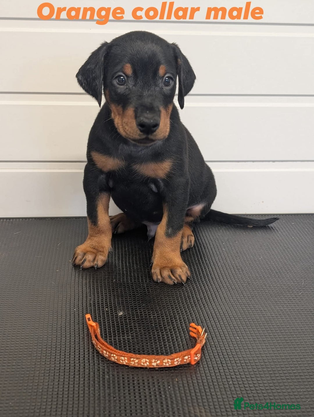 Dobermann dogs for sale: Doberman puppies "ready now" - Image 16