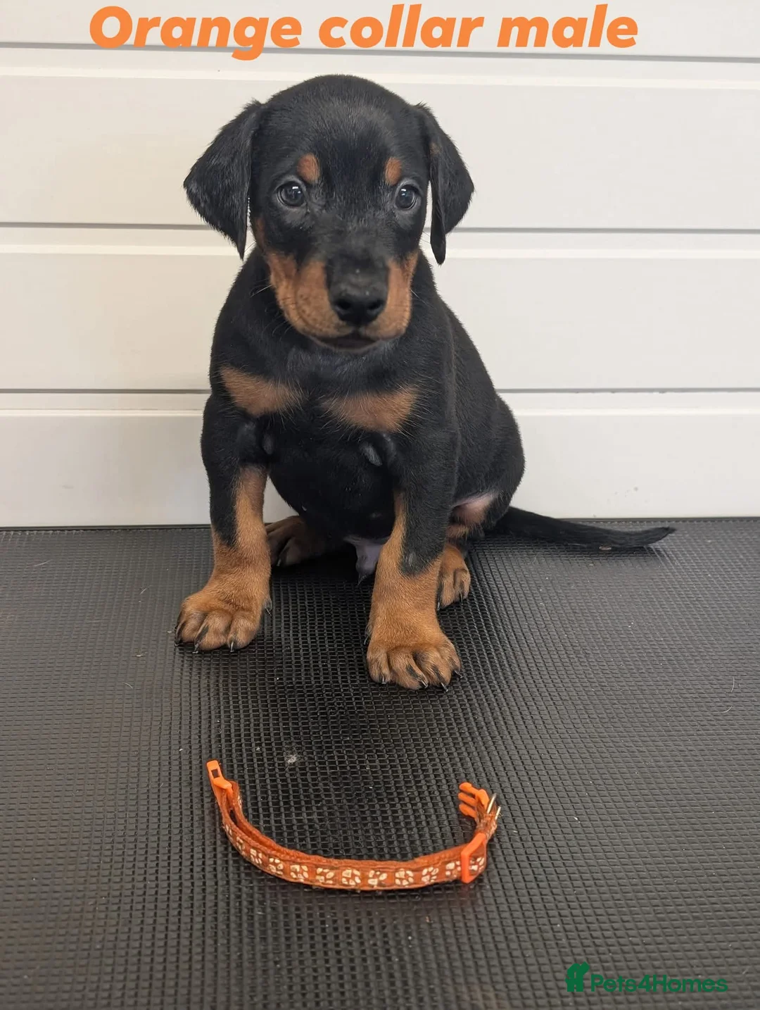 Dobermann dogs for sale: Doberman puppies " all reserved " - Advert 18
