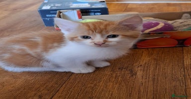 Mixed Breed cats - Advert 16