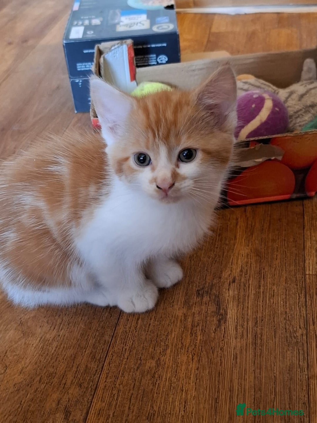 Mixed Breed cats for sale: 2 beautiful kittens - Image 3