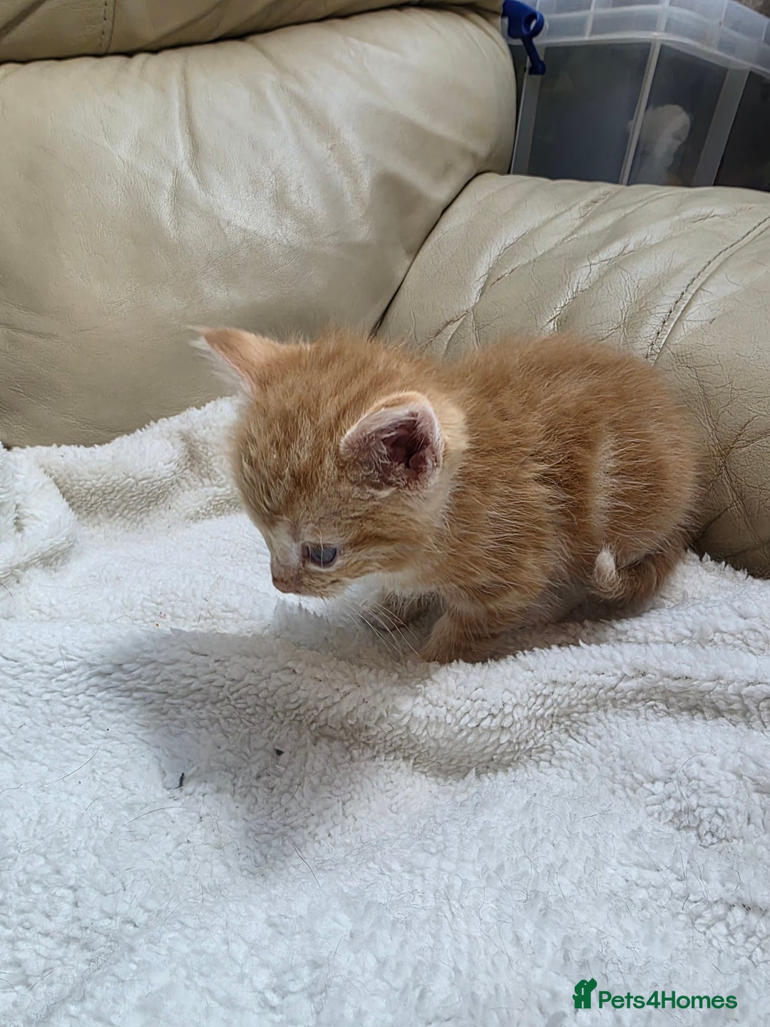 British Shorthair cats for sale: Rare ginger females. 1 male. British shorthair - Advert 16