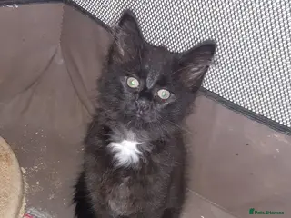 Mixed Breed cats 2 stunning rescue kittens - Advert 1