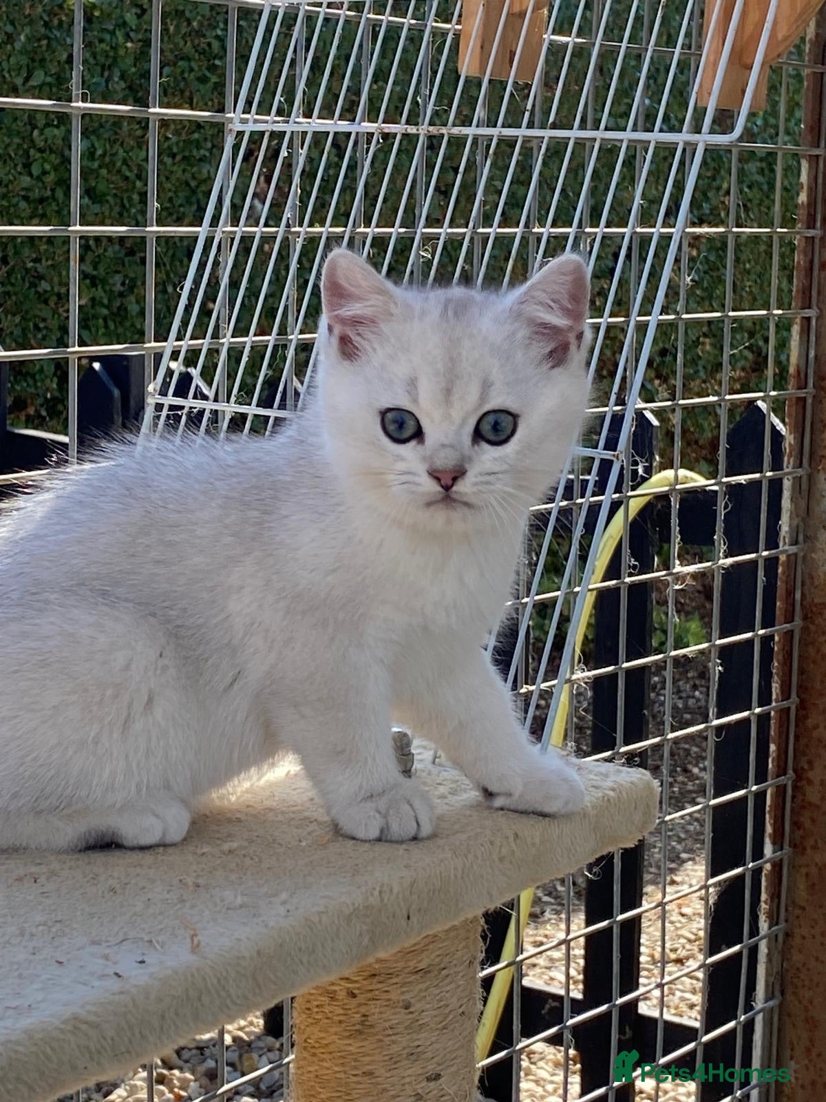British Shorthair cats STUNNING GIRL ~ BSH FEMALE KITTEN - Advert 2