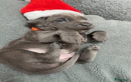 Cane Corso dogs for sale: CANE CORSO TOP QUALITY STRAJANO BLOODLINE FERMINTO - Advert 1